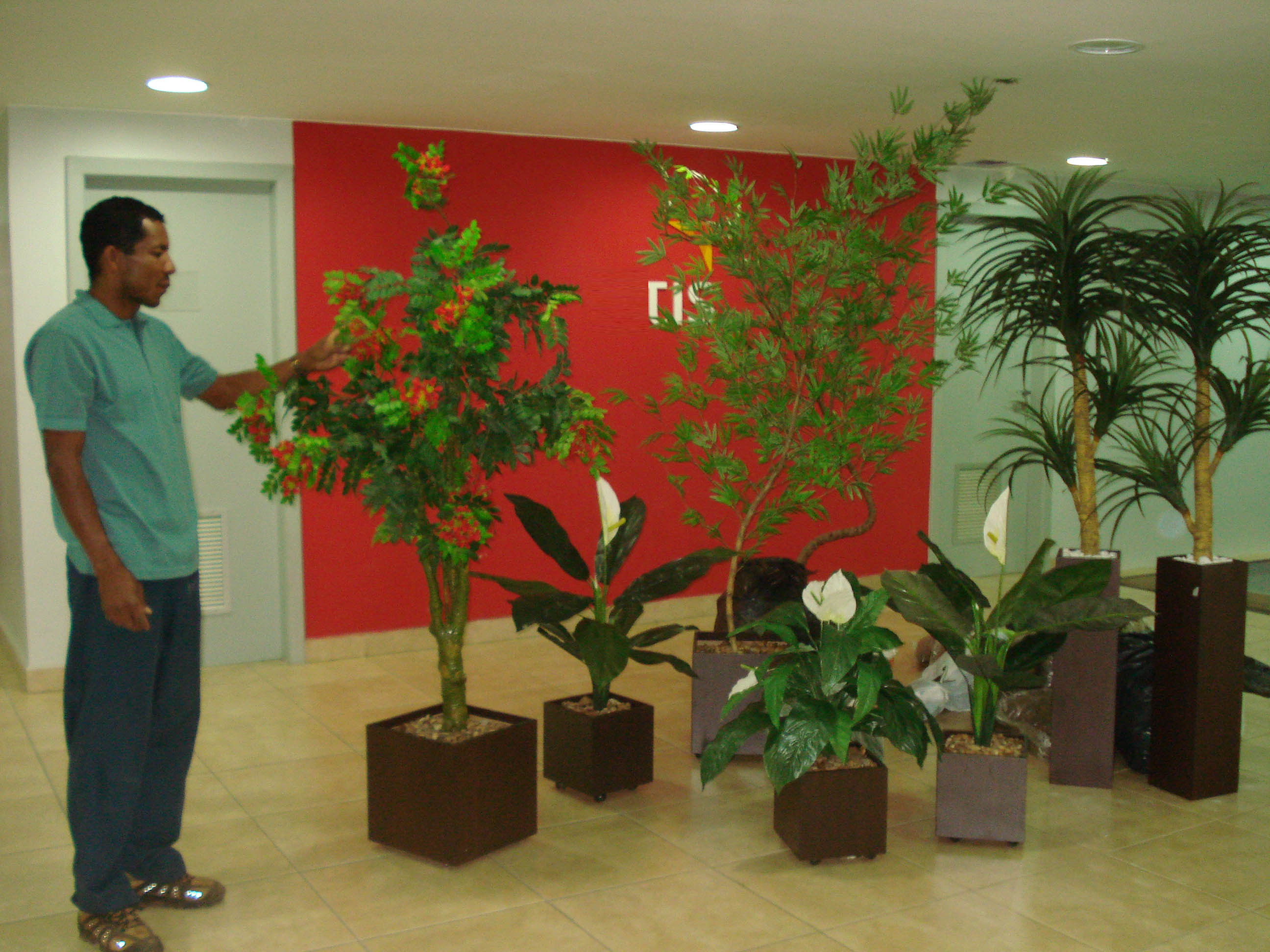 Plantas para ambientes internos | BSB Jardins e Paisagismo